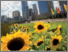 [thumbnail of 2015_VISES_Green_Infrastructure_Economic_Framework.pdf]